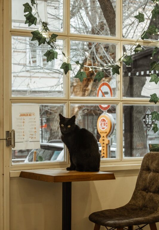 How to Create a Cozy Pet-Friendly Corner in Your Home